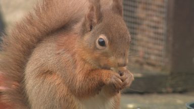 More than 2,500 sightings reported for annual red squirrel survey