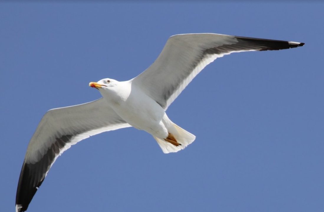 Council to ditch £27,000 hawks in ‘major’ seagull deterrent overhaul 