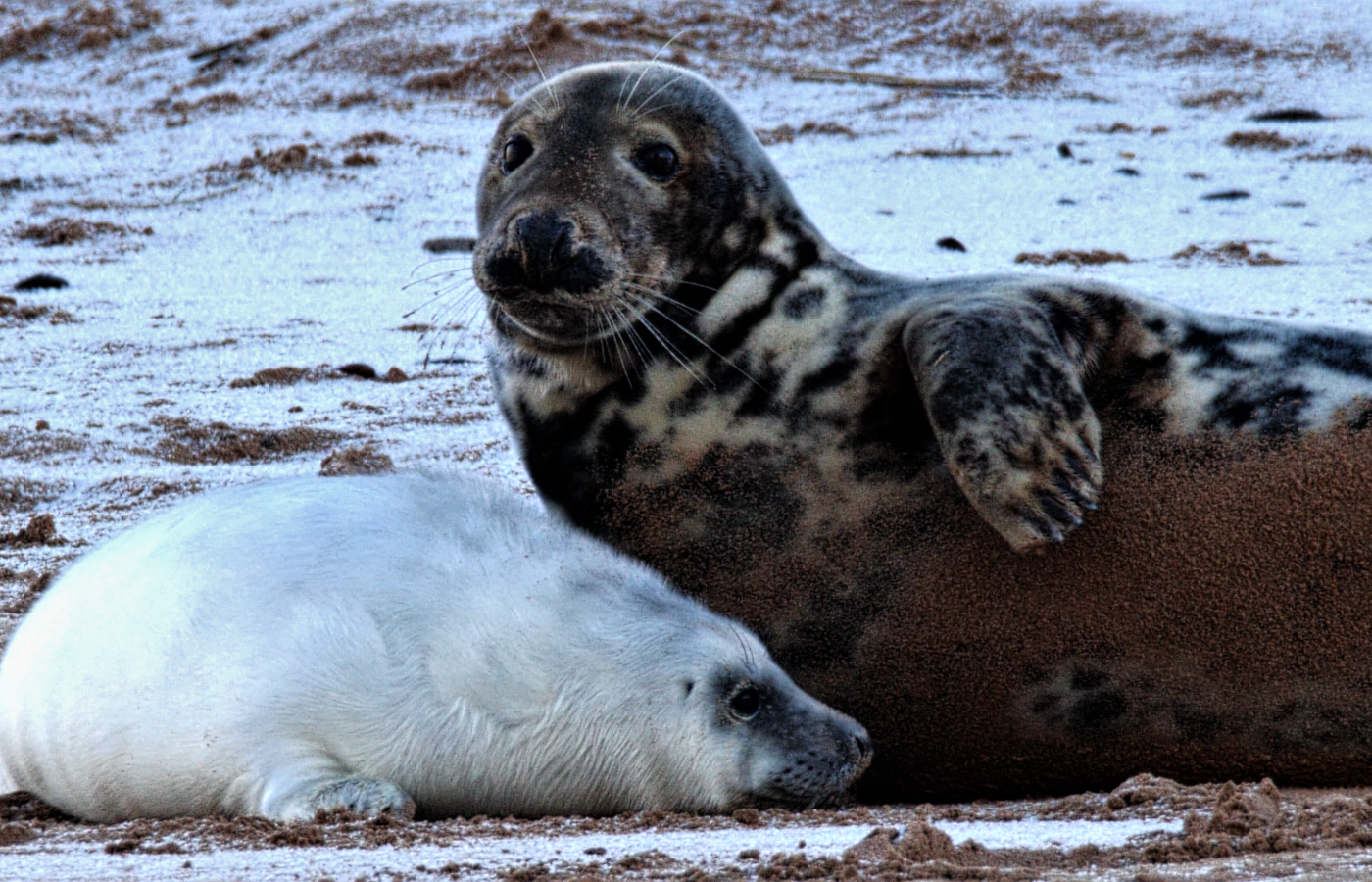 Five grey seal pups have been spotted at Forvie National Nature Reserve (NNR) this breeding season. 