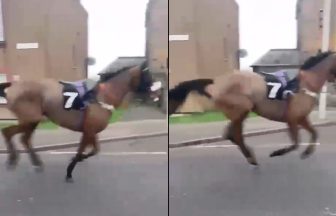 Horse filmed galloping through Scots town after escaping from racecourse