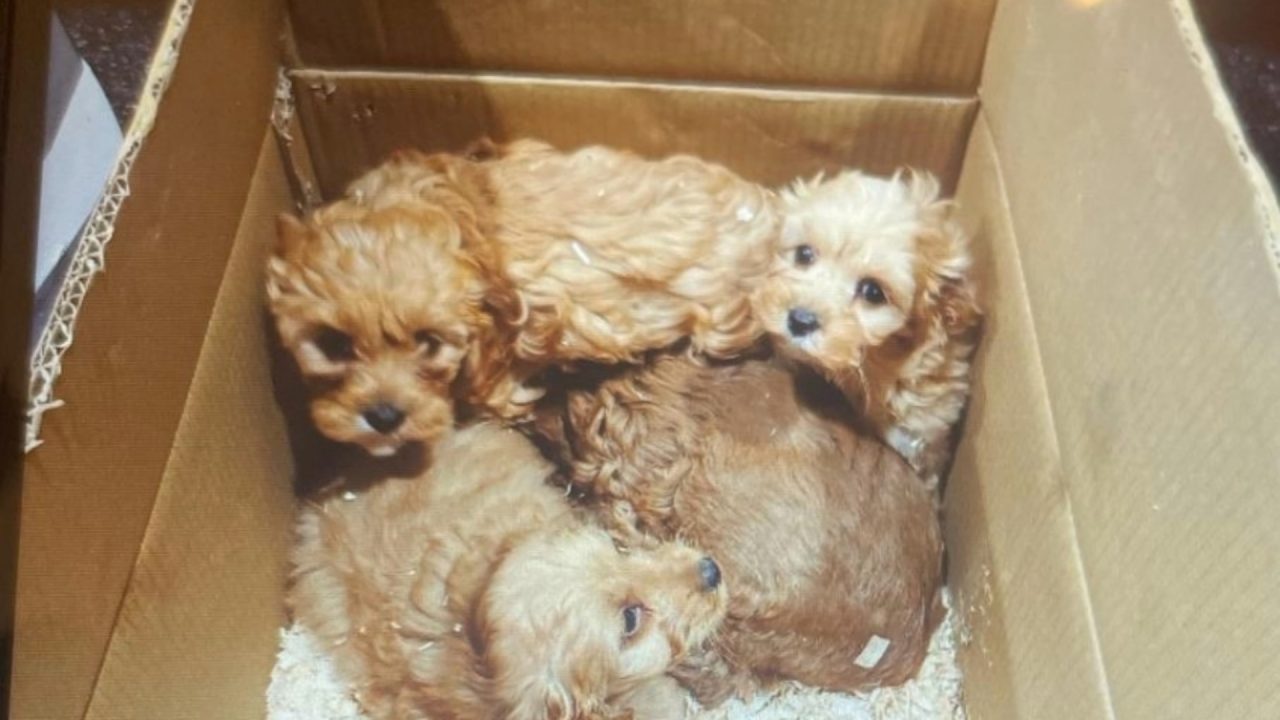 Dozens of puppies found in cardboard boxes under lorry as driver fined