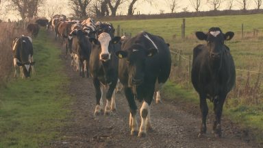 Farming sector reacts to Scottish Budget with ‘cautious optimism’