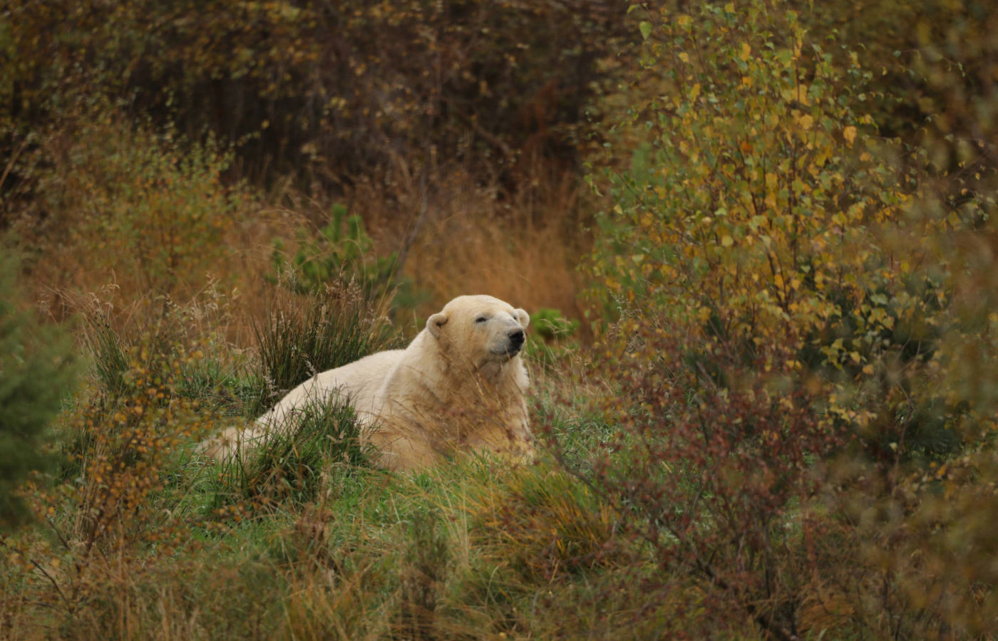 Park keepers noticed Victoria struggling to keep up with her cub at the Highland Wildlife Park. 