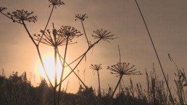 Scots university launches campus biodiversity project