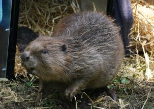 Permission sought for ‘historic’ return of beavers to Glen Affric