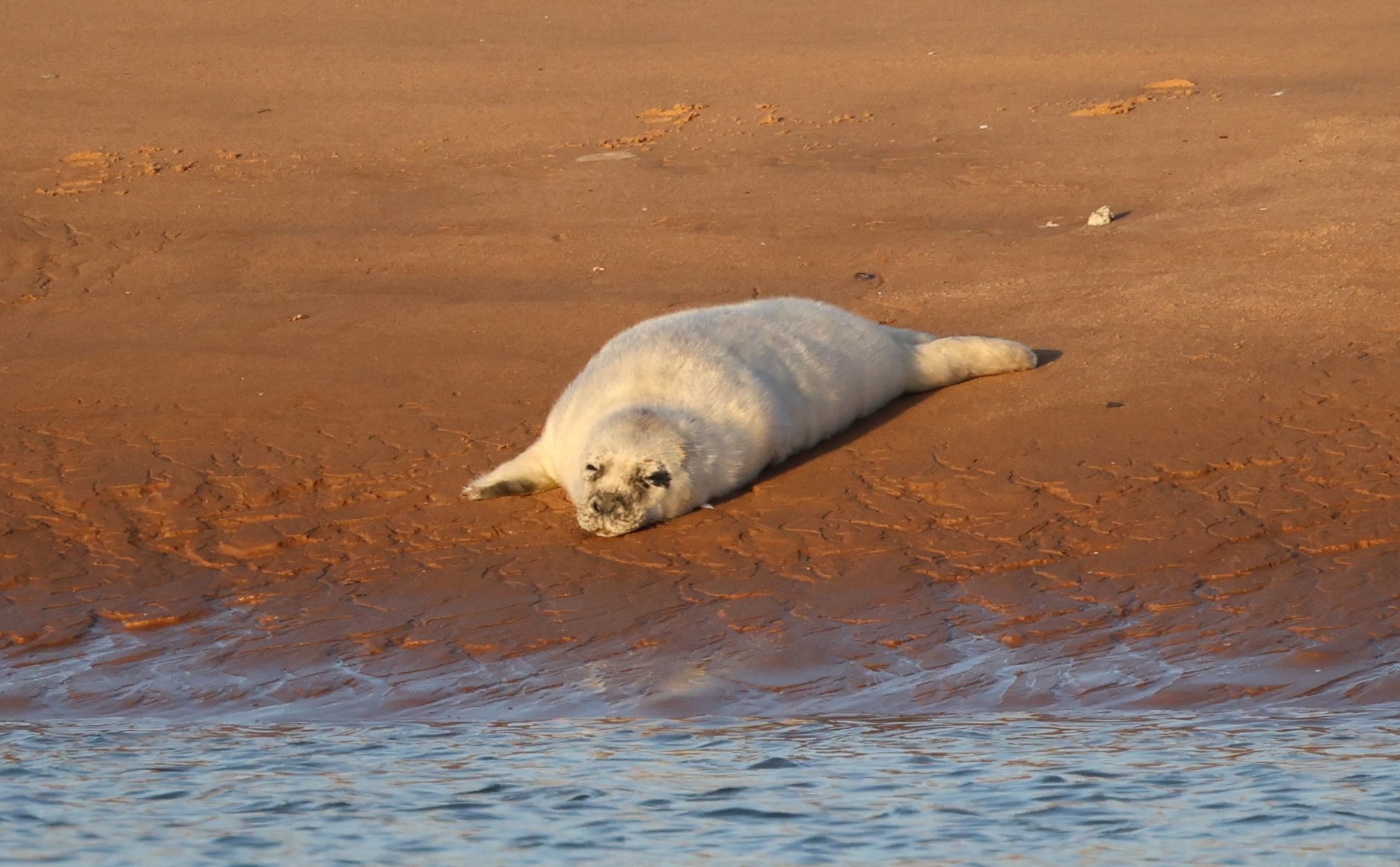 Seal pups could be crushed or abandoned by their mothers if visitors disturb the seals during this time. 