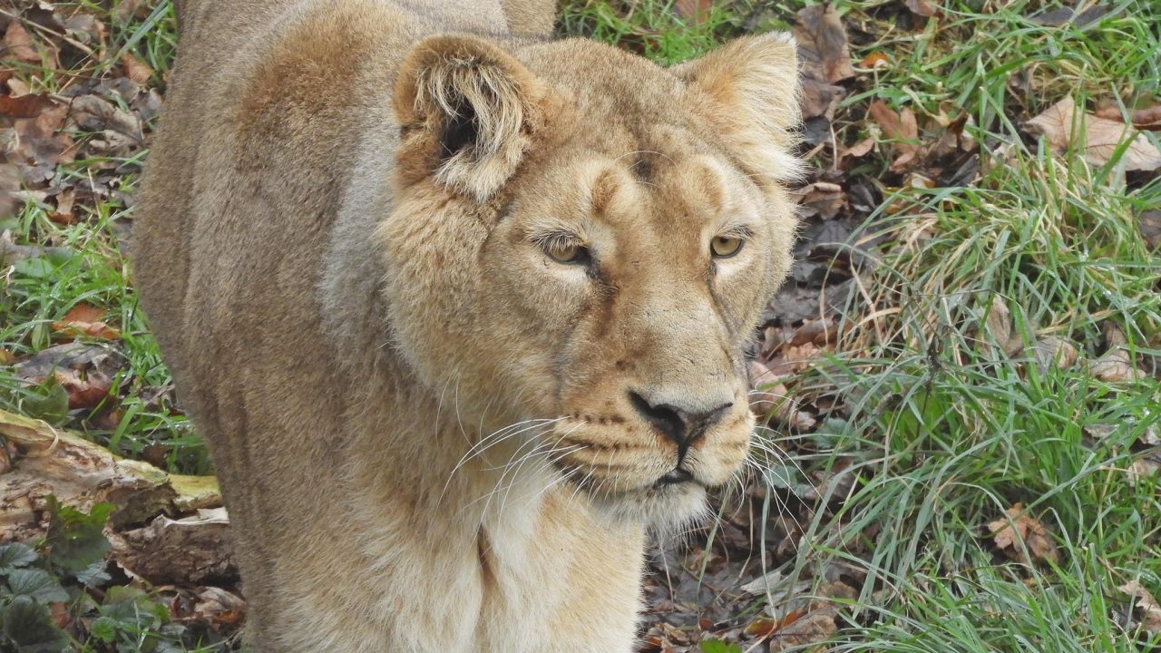 Endangered Asiatic lioness welcomed to Edinburgh Zoo