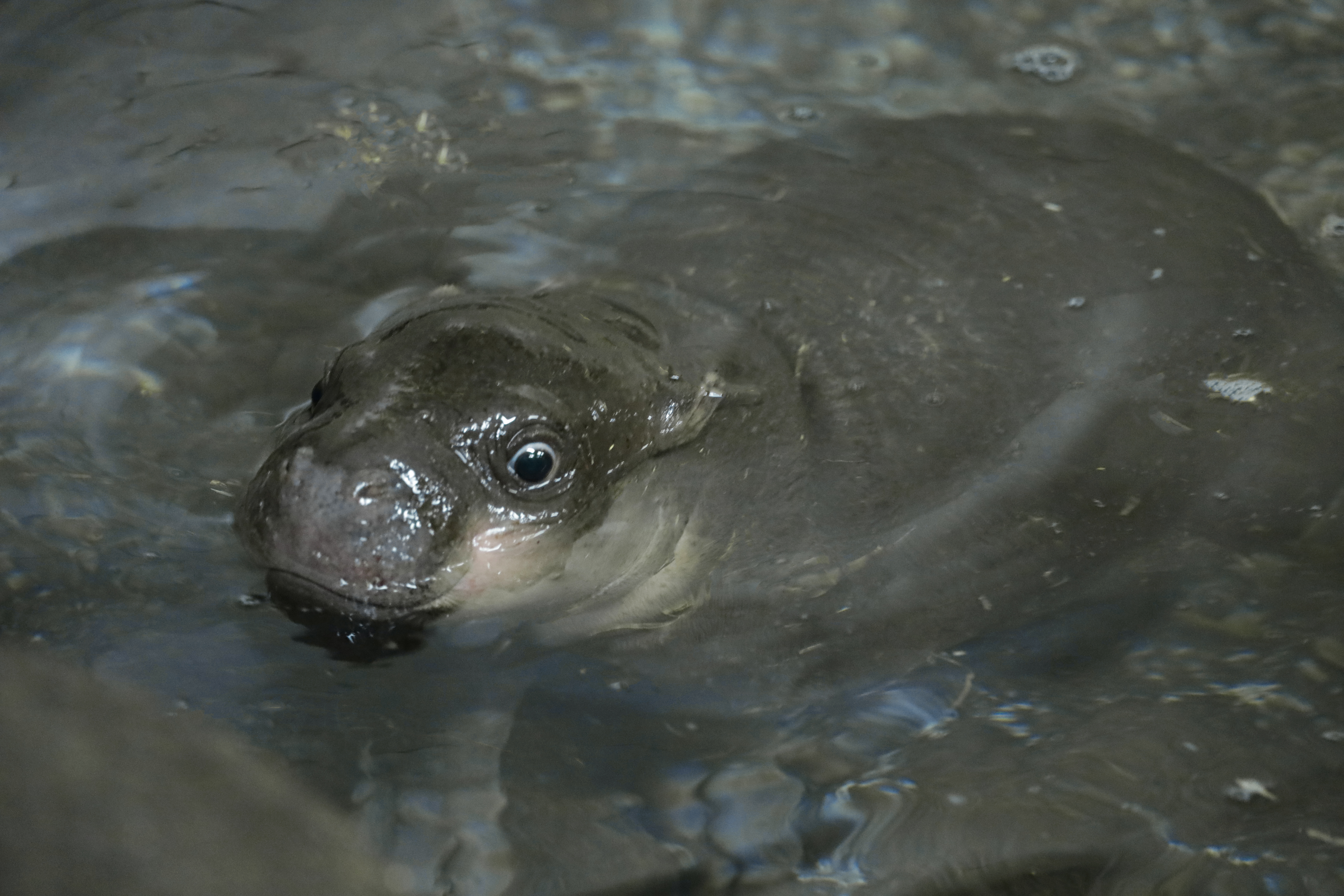 Haggis has been enjoying her swimming sessions at Edinburgh Zoo