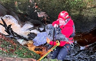 Dog rescued after falling down gorge at the Devil’s Pulpit