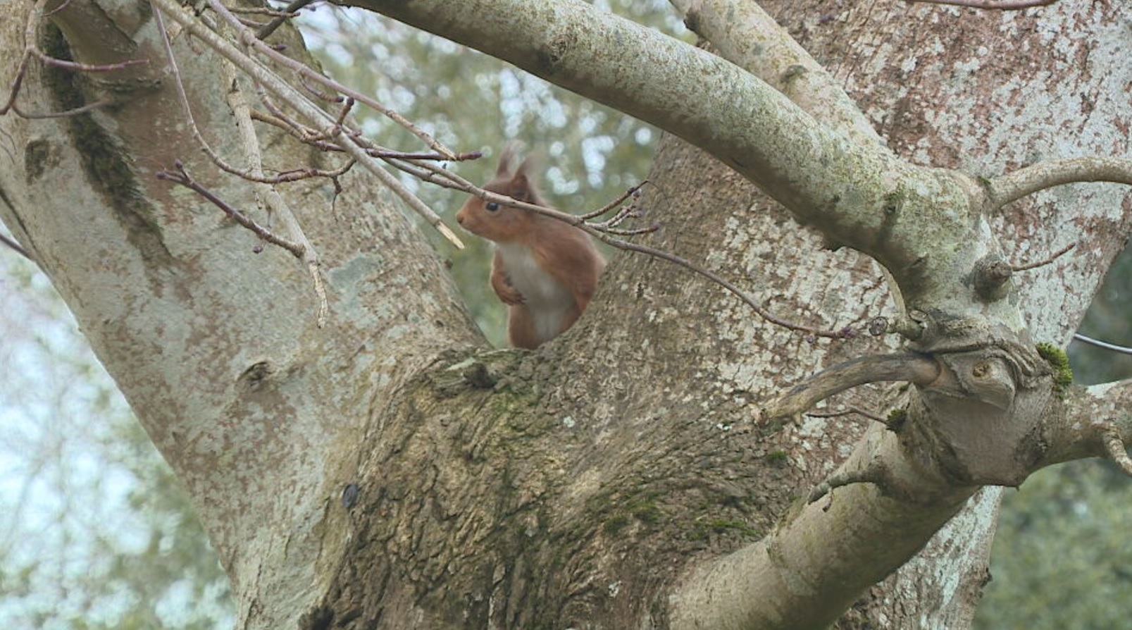 Around 75% of the UK's red squirrel population is in Scotland