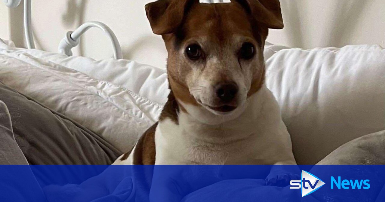 Owner left 'traumatised' after dog dies following attack by two other ...