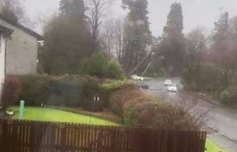 Watch driver’s near-miss as tree falls onto road amid Storm Eowyn