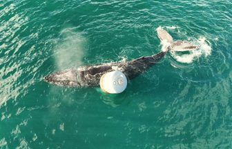 Rescuers working to free humpback whale entangled in rope off Isle of Skye