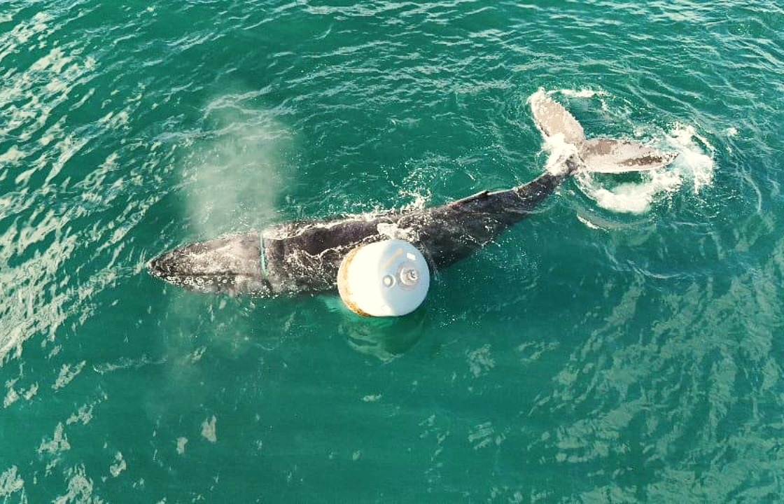 A humpback whale has become entangled in rope off the Isle of Skye.