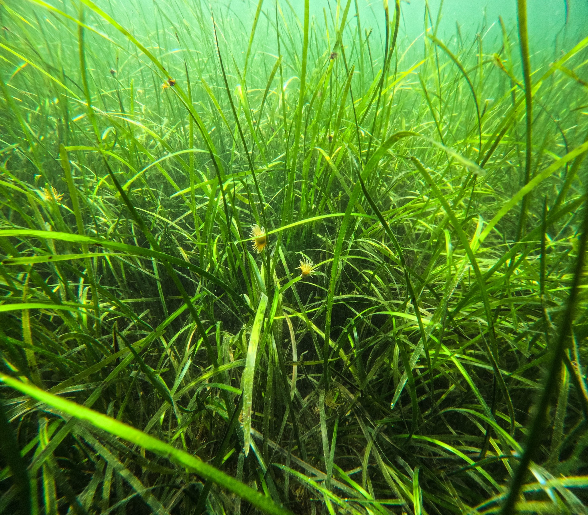 Seagrass in Loch Craignish, where charity Seawilding is carrying out restoration work (European Nature Trust/Gethin Chamberlain/PA) 