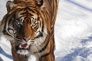 Edinburgh Zoo offer chance to feed lions and tigers in new bespoke experience for £1,000 per person