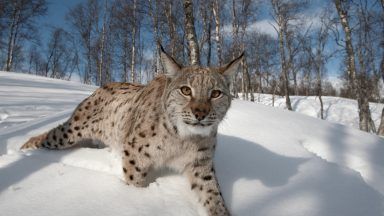 Eurasian lynx seen in a snowy Norwegian woodland