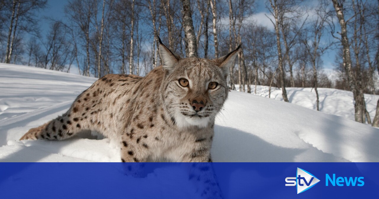 Lynx charities say releasing wild cats into Cairngorms ‘counter-productive’ to campaign efforts