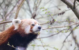 Edinburgh Zoo announces death of oldest male red panda following ‘health issues’