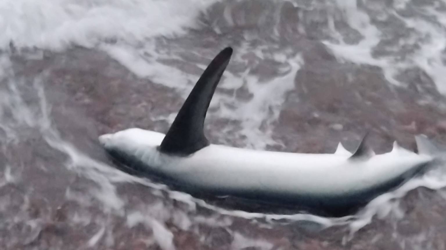 The shark was beached at Stonehaven Bay