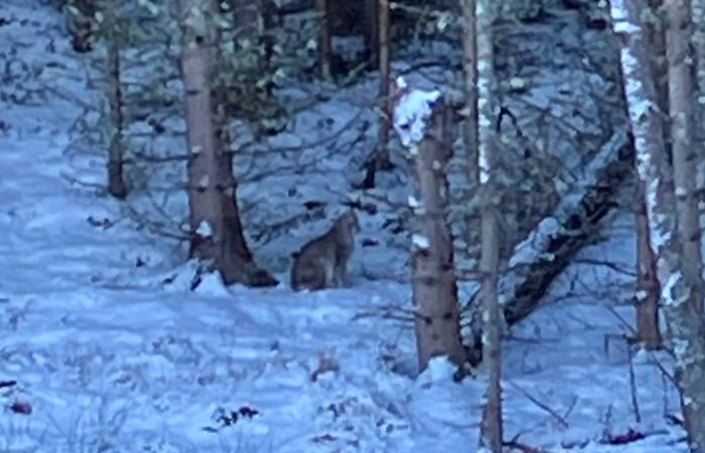 Officers received reports of two lynx cat sightings in the Drumguish area near Kingussie at around 4.20pm on Wednesday.