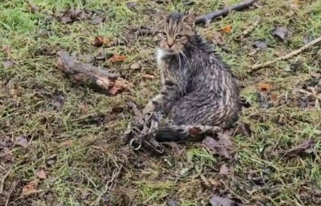 Pet cat put to sleep after getting stuck in illegal trap in Aberdeenshire