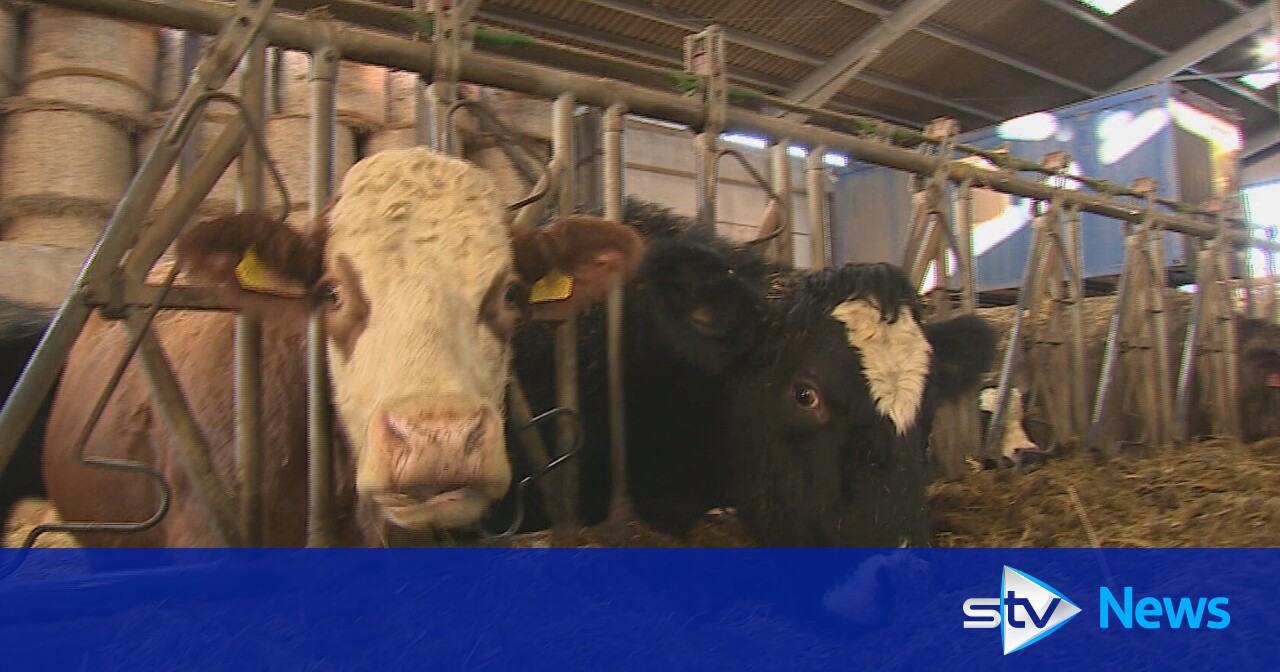 Warning over red meat shortages as Scotland’s beef supplies near ‘critical point’