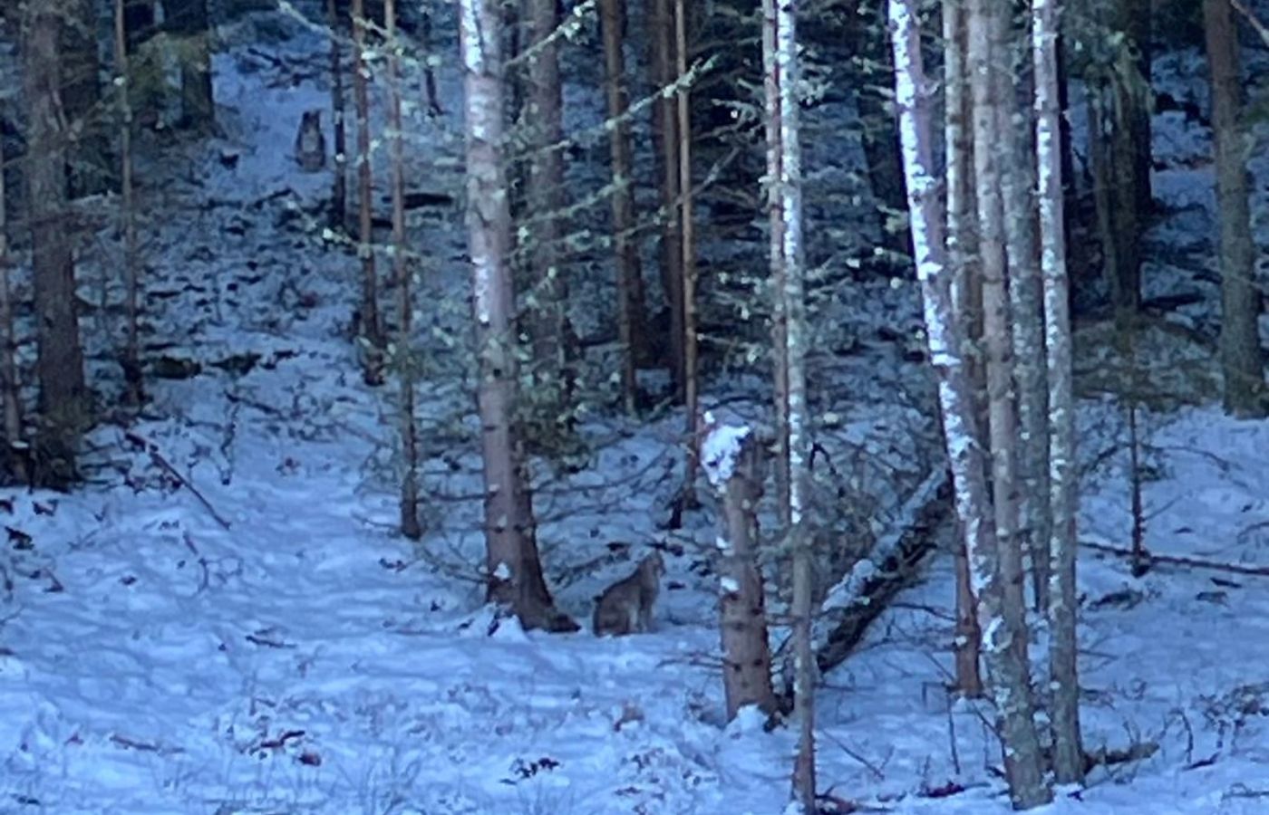 Officers received reports of two lynx cat sightings in the Drumguish area near Kingussie.