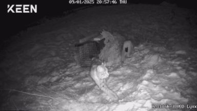 Lynx release mystery deepens as two more animals spotted