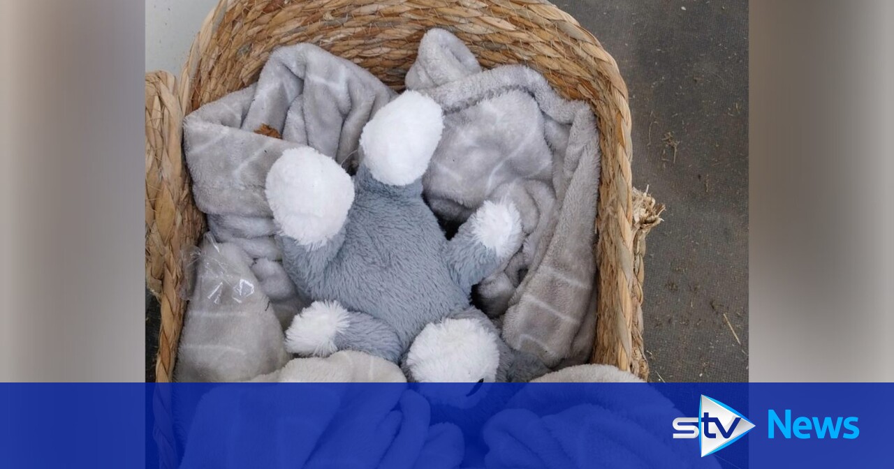 Dead kitten found emaciated and covered in faeces after being abandoned in ...