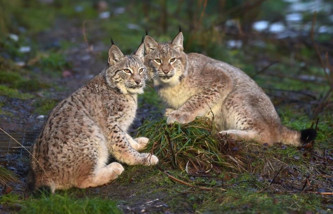 KINCRAIG, SCOTLAND - DECEMBER 16: Young Lynx sit in their enclosure at the Highland Wildlife Park on December 16, 2015 in Kincraig,Scotland. Concerns have been raised by Scottish landowners in over proposals to reintroduce Lynx back into the ecosystem in the wilds of Scotland. The Lynx UK Trust has been asking Scottish Land and Estates groups, their views on bringing the wild cat back into trial sites in Aberdeenshire, Argyll, and the Borders. (Photo by Jeff J Mitchell/Getty Images)