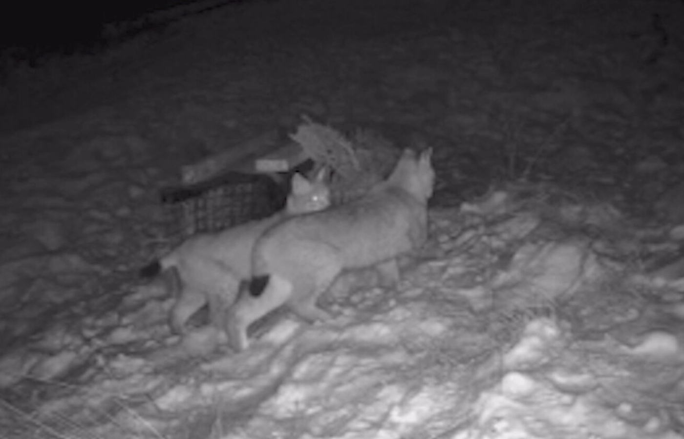 Lynx seen on wildlife camera