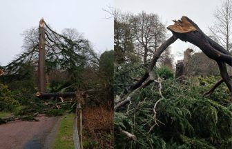 Tallest tree among dozens lost at Royal Botanic Garden Edinburgh during Storm Eowyn