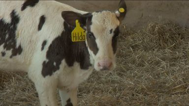 First ‘green cow’ born that could produce less greenhouse gas