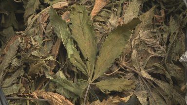 Cannabis plants among rubbish found at fly-tipping site