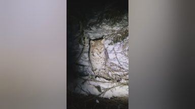 Watch: Moment two lynx captured by RZSS staff after being illegally released in the Highlands