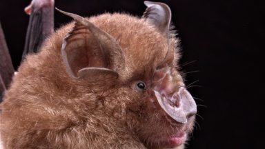 St Andrews University research finds bats can tolerate coronaviruses without becoming ill