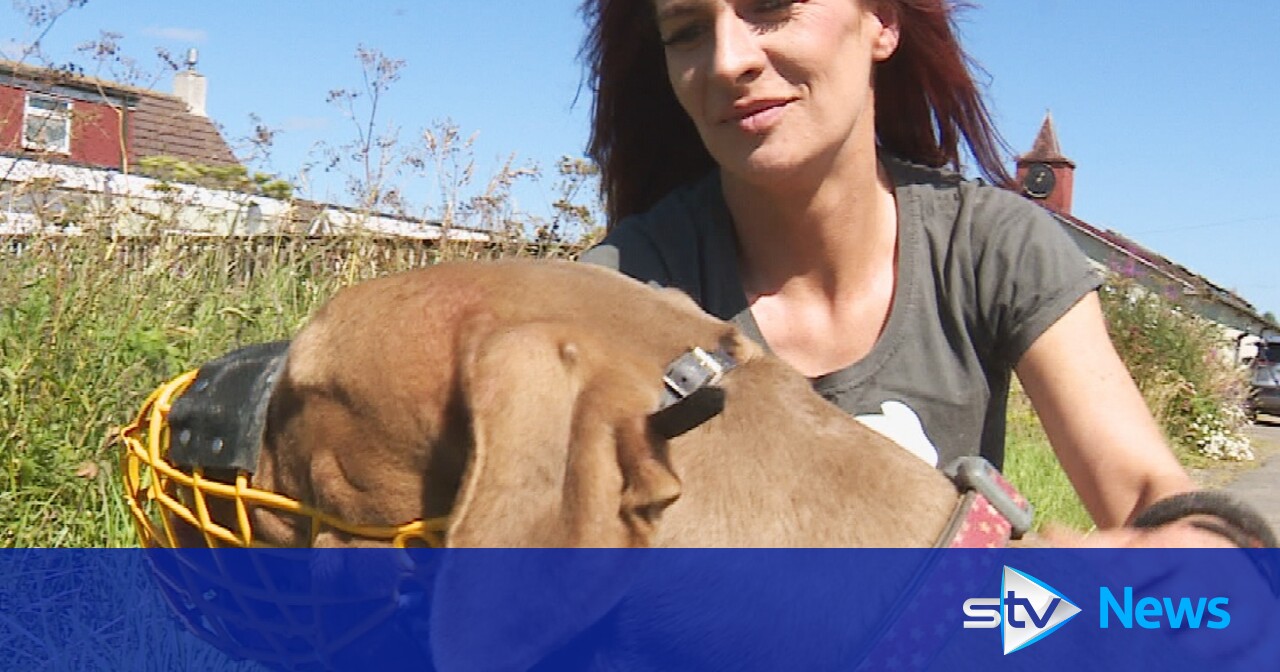 'Trolls say our dogs should be killed': Inside Scotland's first XL bully sanctuary