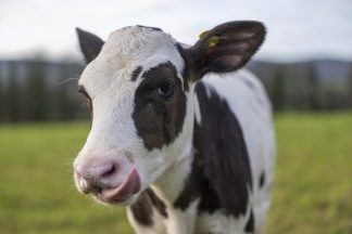 Birth of IVF calf hailed as ‘significant’ step in making dairy industry greener