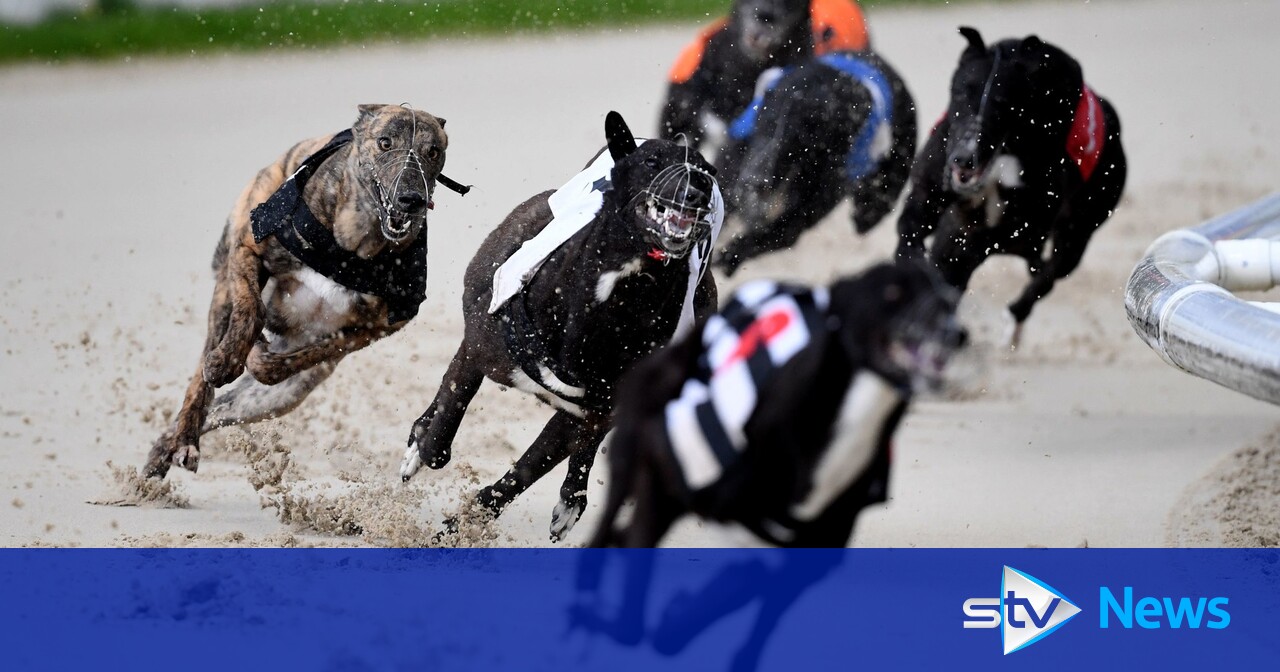 Ban greyhound racing in 2025, say Greens STV News