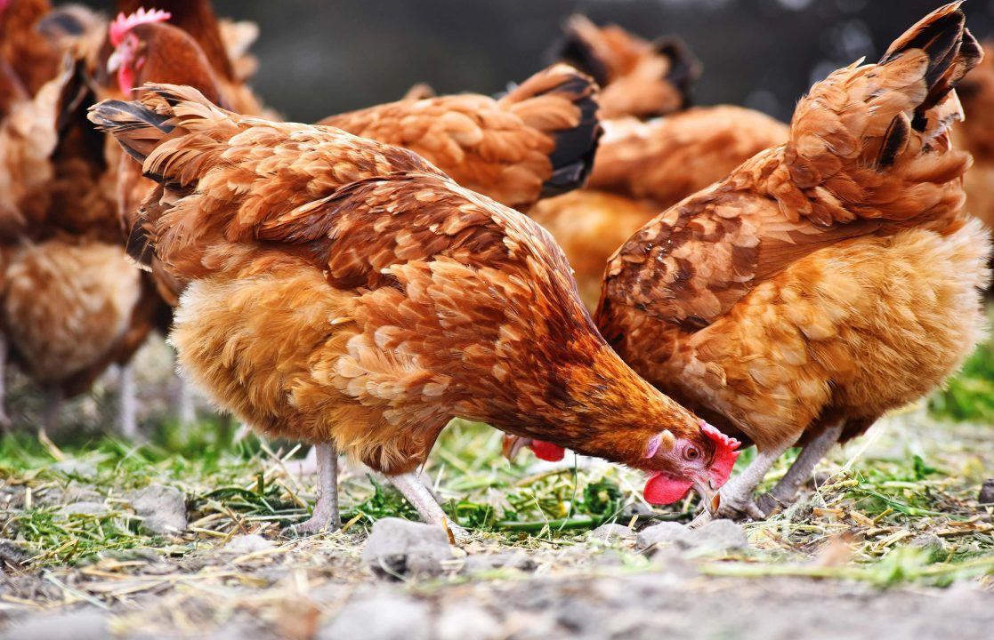 Scotland’s chief vet officer confirms bird flu outbreak in Angus