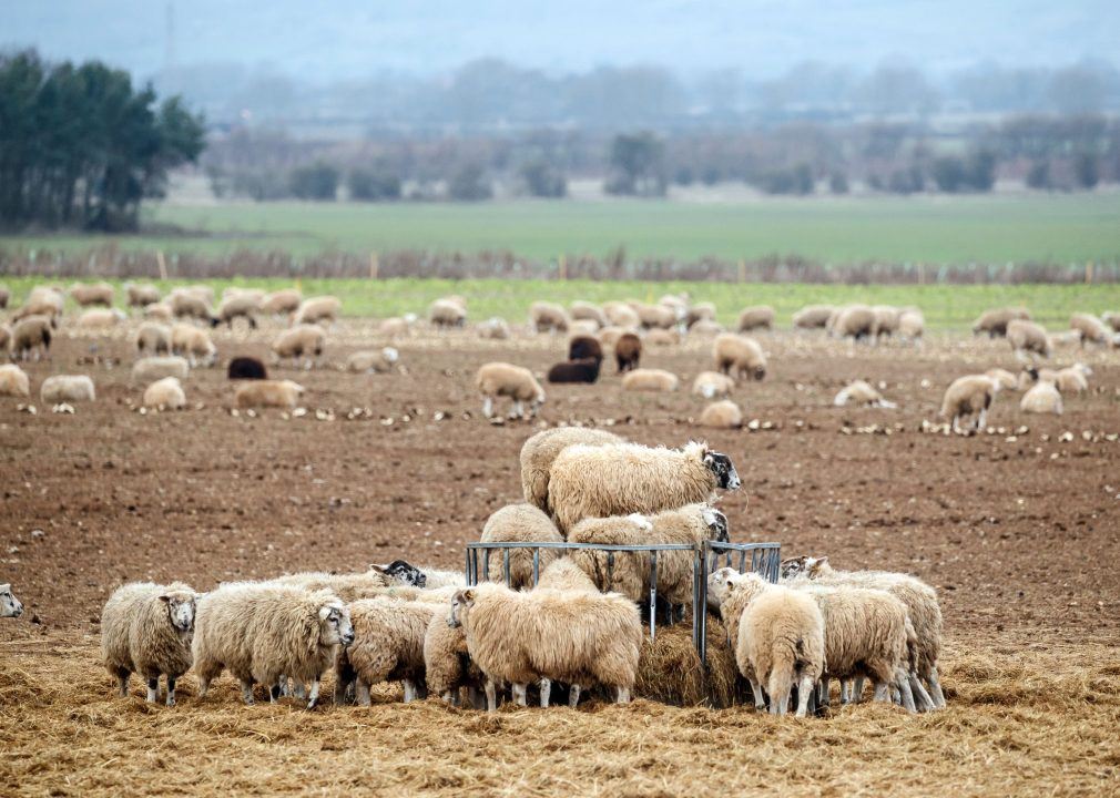 Chief Vet says Scotland can ‘avoid’ foot and mouth after case found in Germany