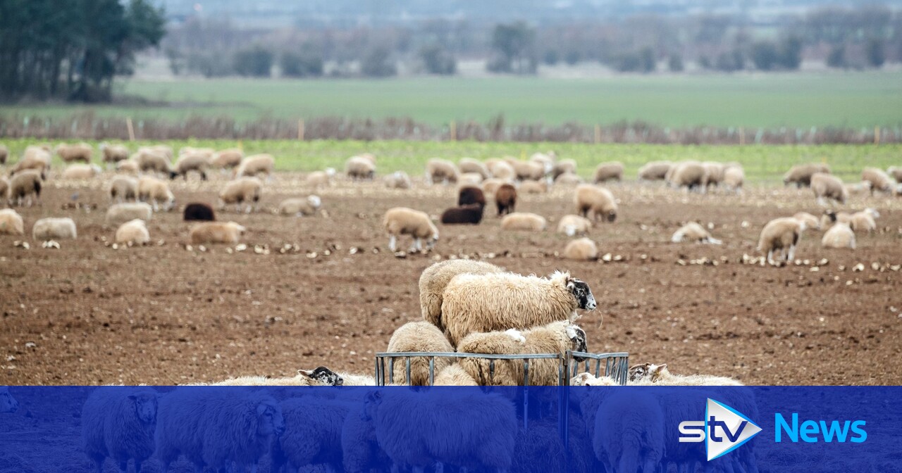 Chief Vet says Scotland can ‘avoid’ foot and mouth after case found in Germany