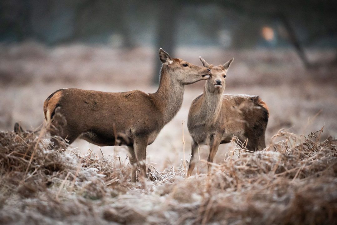 Gamekeepers welcome ‘common sense’ decision not to extend deer culling season