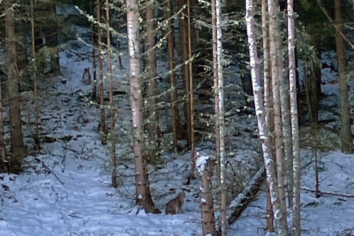 The Lynx which were successfully captured in the Cairngorms National Park on Thursday 