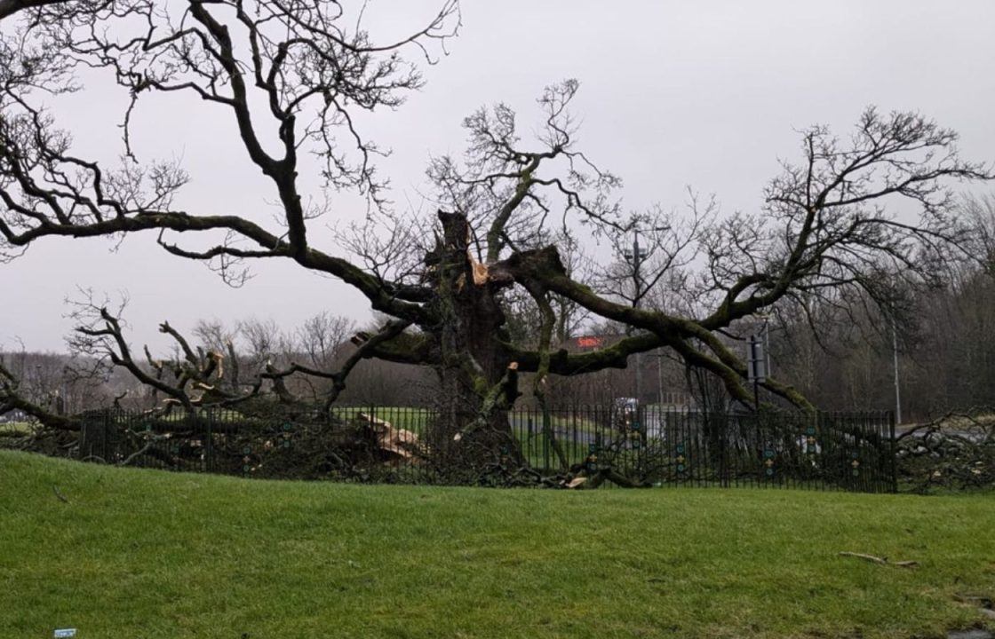 Ancient Darnley Sycamore tree in Glasgow with links to Mary Queen of Scots damaged during Storm Eowyn