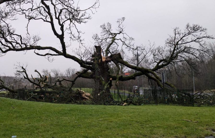 Ancient Darnley Sycamore tree in Glasgow with links to Mary Queen of ...