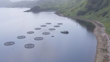 Calls for action to address ‘long-term viability’ of salmon farming