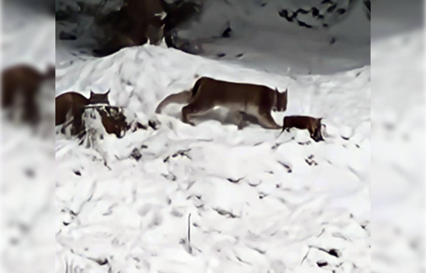 The lynx in the Highlands on the loose earlier this week.