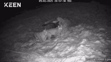 Watch: Two lynx on loose in the Highlands spotted on wildlife camera